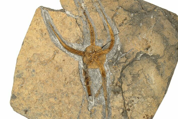 Ordovician Brittle Star (Ophiura) - Morocco #189643